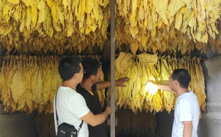 福泉：生物质颗粒智能化烘烤 助力烤烟产业提质增效