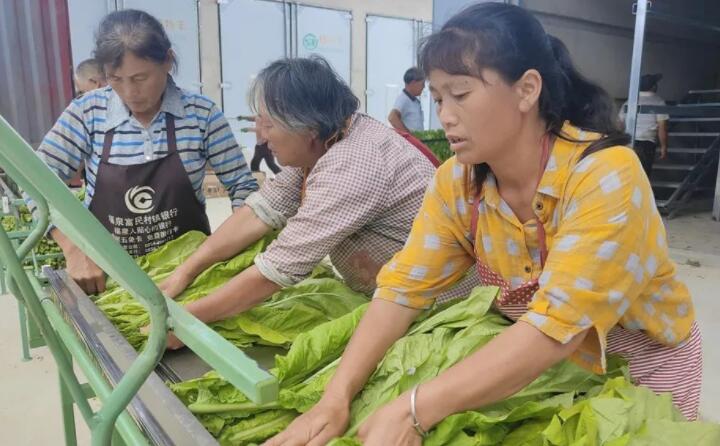 福泉：生物质颗粒智能化烘烤 助力烤烟产业提质增效