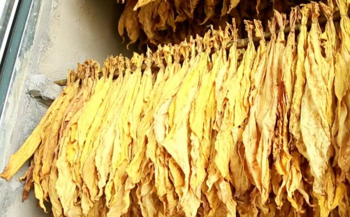 生物质麻豆传媒网站加工的颗粒烤烟