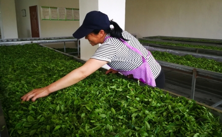济宁茶企推广使用生物质燃料麻豆传媒网站颗粒新燃料,经济效益和生态效益双赢