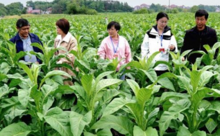 江西吉安：生物质烘烤 “点燃” 烟叶产业绿色转型之路